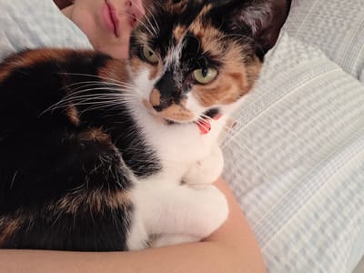 A calico cat with green eyes and a red collar is being held by a person indoors. The person's lips are visible beside the cat's head. The cat's paws are curled up on the person's arm. The background is a blue and white striped bed sheet. There is no indication of the location being Birmingham, United Kingdom.