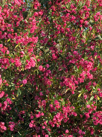 This media file is a close-up, overhead shot of a dense flowering bush, likely oleander given the location context of Buljarica, Montenegro. The bush is covered in numerous clusters of vibrant pink flowers, with many buds interspersed. The flowers vary slightly in their shade of pink and their stage of bloom, with some appearing fully open and others still partially closed. The foliage is a deep green, providing a lush backdrop to the blossoms. The leaves are long and slender, characteristic of oleander. The lighting suggests it is daytime, with sunlight filtering through the branches and flowers, creating bright highlights and some shadows. There are no people or objects visible in the frame, and the scene is purely focused on the natural beauty of the blooming plant. The overall impression is one of abundance and natural growth, characteristic of a Mediterranean climate. No text is visible in the image.