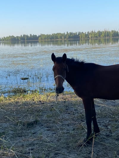 A brown horse is depicted in this media file, its head lowered towards the water. The horse is wearing a white halter. The background consists of a body of water, with a line of trees reflected on its surface. The sky is clear and light blue, suggesting it is daytime. The ground around the horse is covered in dry grass and dirt. The image is oriented vertically, with the horse appearing to be upside down relative to the traditional understanding of orientation. The scene appears to be a natural landscape, possibly a lake or riverbank. No people are visible in the image, nor is there any visible text. The time of day is suggested to be dawn by the mention of "Рассвет" in the location context, though the lighting in the image itself is consistent with daytime. The overall mood is peaceful and serene, with the horse interacting calmly with its environment.