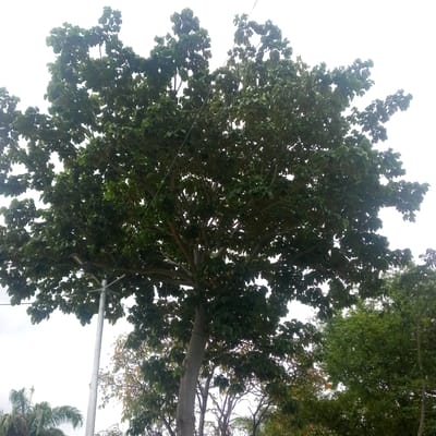 The image captures a dense, mature tree with a thick trunk and a wide canopy of dark green leaves, dominating the center of the frame. The sky behind the tree is overcast and white, providing a soft backdrop. In the lower left portion of the image, a tall, slender metal pole, likely a street light or utility pole, stands vertically, partially obscured by the tree's branches. To the left of this pole, a portion of a palm tree with fronds is visible. In the background, other trees with lighter green foliage can be seen. A thin wire, possibly a power or telephone line, stretches across the upper portion of the image, passing behind the tree's branches. The scene appears to be an outdoor urban or semi-urban environment, consistent with a location in El Limon, Venezuela.