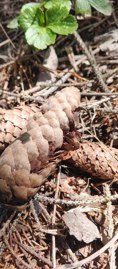 The image depicts a close-up view of pinecones on a forest floor. In the upper left corner, a vibrant green leaf sprouts from the ground. The pinecones are in various stages of decomposition, with some appearing lighter brown and more intact, while others are darker and more fragmented. The ground is covered in a thick layer of pine needles, small twigs, and bark fragments, suggesting a natural woodland environment. The lighting suggests it is daytime, with shadows cast across the scene. The image appears to be taken in Popivka, Ukraine, a location known for its natural landscapes.