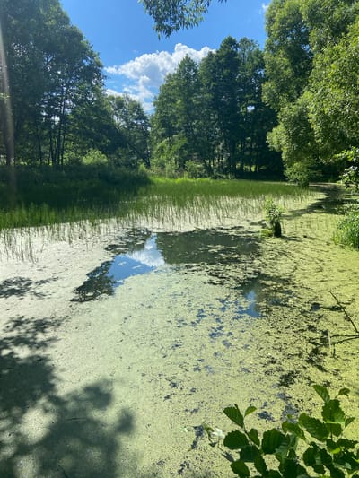 This media file depicts a tranquil natural scene of a waterway in Matchino, Russia. The image is oriented vertically, with the sky and trees on the left and the water on the right. Tall, lush green trees line the left bank of the waterway, casting dappled shadows. The sky is a vibrant blue with a few fluffy white clouds. On the right side of the image, the water is covered in a thick layer of green duckweed, giving it an almost solid appearance. Patches of dark water are visible through the duckweed, and reflections of the sky and surrounding trees can be seen. Some reeds and tall grasses grow along the edge of the water. The overall impression is one of peaceful, untouched nature on a sunny day. No people, objects, text, or specific activities are visible in the image. The time of day appears to be daytime, likely late morning or early afternoon, given the bright sunlight and clear sky. The weather seems warm and pleasant.