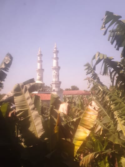 The image shows a view of two white minarets of a mosque, partially obscured by lush green banana leaves. The minarets are tall and slender with decorative detailing and golden finials. Behind the minarets, a building with a red tiled roof is visible, and beyond that, some trees. The sky is a pale blue. The foreground is dominated by large, textured banana leaves, some of which are catching the sunlight and appearing yellowish. The overall scene suggests an outdoor environment, possibly a residential area or a rural setting in Proyonangg, Indonesia, where such vegetation is common. The lighting indicates it is daytime, likely morning or afternoon due to the clear sky and the way the light falls on the leaves. There are no people or animals visible in the image.