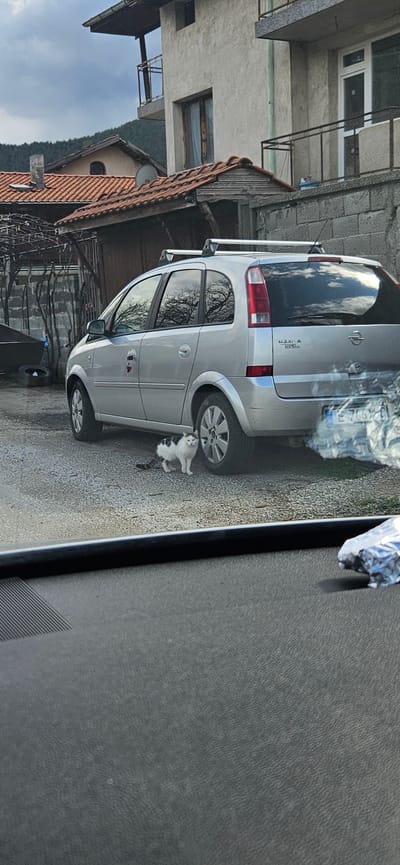 The image displays an outdoor residential scene in Jeleznitsa, Bulgaria, captured from inside a vehicle, evidenced by a dark grey dashboard and a crumpled piece of aluminum foil visible in the immediate foreground. A silver Opel Meriva A minivan, identifiable by its model badge and featuring roof rails, is parked on a light grey gravel surface. The vehicle's rear license plate reads "E 7666 HC", indicative of Bulgarian registration. A predominantly white domestic cat with black patches on its back and tail stands on the gravel near the minivan's rear passenger-side wheel, facing the viewer. A red-colored keychain hangs from the driver's side door handle. In the background, multiple residential buildings are visible, including a multi-story structure with a light stucco facade, windows, and balconies with metal railings, and another building with a terracotta tiled roof, a chimney, and a small satellite dish. Dark green coniferous trees cover a hillside behind the structures, and the sky is overcast.