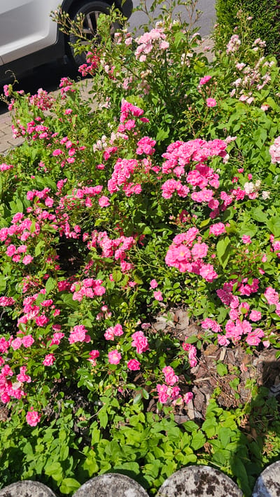 This is a medium-angle, outdoor, eye-level shot of a vibrant bush of pink roses in full bloom. The roses are a mix of bright pink and lighter pastel pink hues, with some buds visible. They are densely packed, with lush green foliage providing a backdrop. The ground beneath the bush is covered with mulch and some fallen leaves, with a few patches of what appears to be green ground cover. In the upper left corner, the rear tire and a portion of the white body of a vehicle are visible, suggesting the bush is located near a road or driveway. The lighting indicates it is a sunny day, casting shadows and highlighting the textures of the petals and leaves. The scene is suggestive of a garden or roadside planting in a residential or public area. The presence of the car and the paving stones visible in the lower left suggest a developed area, potentially within the city of Philippeville, Belgium.