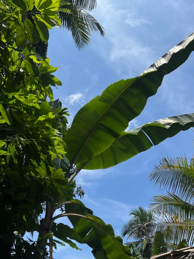 The image, taken from a low angle, shows a vibrant green canopy of tropical foliage against a bright blue sky with scattered wispy clouds. Predominantly, large banana leaves are visible, arching across the frame from the top left. Mixed within the banana foliage are leafy trees and palm fronds, which are a variety of shades of green and yellow, adding depth to the scene. The location is likely within the lush, humid environment of Hiriwadunna, Sri Lanka. There are no people or interactions visible. The scene suggests a tropical landscape with a close-up view of the vegetation.