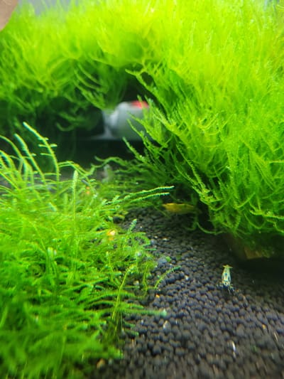 This is a close-up, high-angle shot of an aquarium. The foreground is dominated by vibrant green aquatic moss, which is dense and covers a significant portion of the frame. Within the moss, in the middle ground, a small, translucent yellow shrimp is visible. The substrate of the aquarium, composed of dark, granular material, is visible in the lower right and background. A second shrimp, this one with a patterned white and blue body, is positioned on the substrate in the lower right quadrant. The background is blurred and shows the continuation of the moss and the dark substrate, with some out-of-focus elements of the aquarium setup, including what appears to be a white or light-colored object. The lighting suggests an underwater environment. There is no indication of the city of Gävle, Sweden in this image.