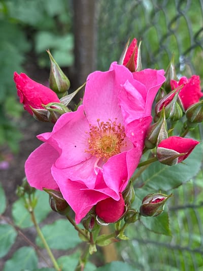 The image captures a close-up of a vibrant pink rose with multiple buds. The rose is in full bloom, revealing its delicate petals and a cluster of stamen in the center. Several rosebuds, varying in their stage of development, surround the main flower. Some buds are tightly closed and vibrant red, while others are partially open, showing hints of pink. The background is softly blurred, featuring green foliage and a hint of a chain-link fence, suggesting an outdoor setting. There is no indication of the location being specifically in Novogorbovo, Russia. The image appears to be a natural detail shot focused solely on the flora.
