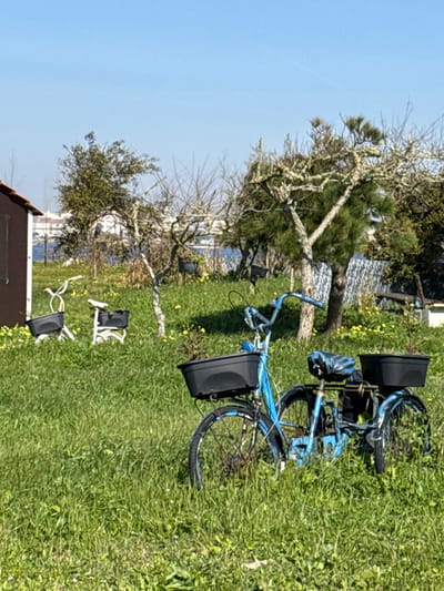The image depicts a static outdoor scene in Praia de Mira, Portugal, under clear daylight conditions. In the immediate foreground, a weathered blue bicycle is positioned in tall, vibrant green grass mixed with small yellow wildflowers. This bicycle has black rectangular planter baskets affixed to both its front handlebars and its rear rack. The seat is covered with what appears to be a black, crinkled material.
In the midground, to the left of the blue bicycle, two white bicycle frames are partially visible, also standing in the grass and repurposed with black planter baskets. The overall area is characterized by an unkempt grassy field.
Further in the background, a variety of trees are present, including some deciduous trees with bare branches and some evergreen trees with green foliage. A small, dark brown shed with a white trim is partially visible on the far left edge of the frame. Beyond the trees, a body of water is discernible, likely the Ria de Mira or an associated lagoon, with what appears to be distant buildings or structures along its far bank. The sky above is clear and blue, with a faint white contrail visible. No people are present in the scene.