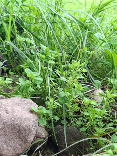 The image displays a close-up, ground-level view of lush green foliage, predominantly consisting of grasses and small plants, with several rocks interspersed throughout. The lighting suggests an overcast day or dappled shade, contributing to the overall green tones. In the foreground, a large, rough-textured, greyish-pink rock is prominent on the left, with a darker, smoother rock partially visible to its right. The vegetation is dense, with various shades of green due to different plant types and lighting conditions. Thin blades of grass are prevalent, along with broader-leaved plants. The background is a blur of green, indicating more vegetation and possibly a natural setting. The scene appears to be in a rural or semi-natural outdoor environment. Given the location information, this scene is set within Дубровенскі сельскі Савет, Belarus, likely in an area characterized by natural or semi-natural vegetation and rocky terrain. There are no people or animals visible in the image.