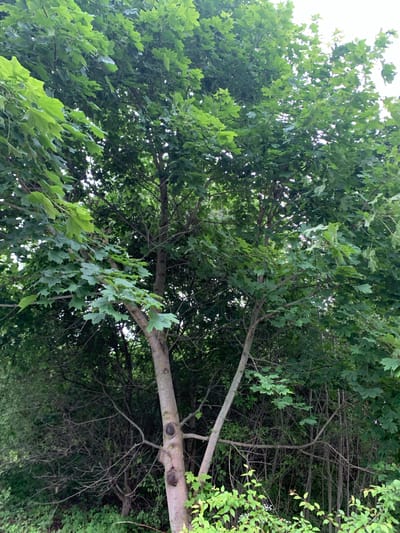 The image shows a dense forest scene, dominated by the lush green foliage of deciduous trees. The foreground features the trunk and branches of a large tree with distinct knots on its bark. The trunk is light brown and appears weathered. In the background, a thick canopy of leaves creates a layered effect, with some branches and thinner tree trunks visible through the gaps. The overall impression is one of a wild and overgrown natural environment. The specific location within Блеўчыцкі сельскі Савет, Belarus, is a natural area, likely a forest or woodland. There are no people or animals visible in the image. The lighting suggests it is daytime, with the sky visible as a bright, overcast white in the upper portions of the frame, indicating a possibly cloudy or hazy day. The ground is not clearly visible, but suggests a continuation of dense undergrowth and vegetation.