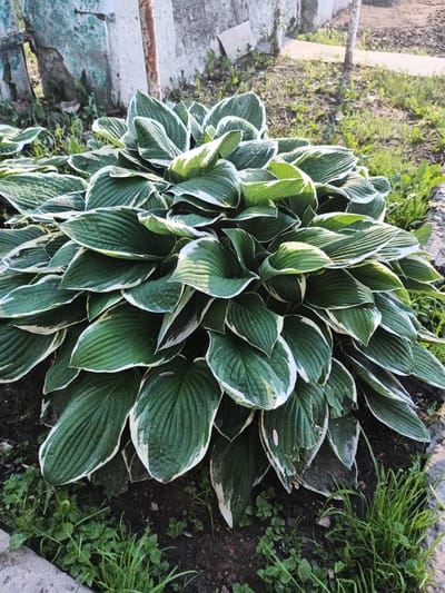 The image shows a close-up of a hosta plant with variegated green and white leaves in a garden setting. The plant is lush and full, with large, textured leaves. The background includes a textured concrete structure and dry soil with sparse green grass. The lighting suggests it is daytime, possibly late afternoon, with sunlight casting shadows. The scene appears to be an outdoor residential or public garden area. There is no indication of people or specific actions occurring. The location is specified as Nepetsino, Russia.