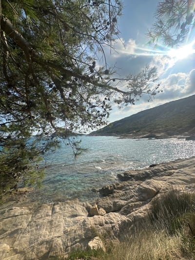The image displays a coastal landscape in Ramatuelle, France, observed through the branches of a conifer tree. In the upper left and central foreground, dark green pine branches with numerous visible pine cones partially obscure the view. The midground features clear, calm turquoise seawater gently lapping against a light-colored, textured rocky shoreline that occupies the lower right quadrant. Patches of sparse dry grass and small green plants grow among the rocks. In the background, a vegetated, undulating hillside forms the distant coastline, enclosing a bay. The sky is partly cloudy with blue patches, and the sun is visible in the upper right, emitting a strong lens flare with prismatic effects. No people, objects of human origin, actions, or interactions are present in the scene.