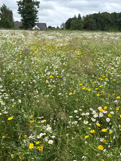This image depicts a wildflower meadow in the city of Kołczewo, Poland, under a cloudy sky. The foreground is dominated by a dense field of various wildflowers, predominantly white daisies and yellow blossoms, interspersed with tall green grasses and seed pods. The flowers are in full bloom and create a vibrant tapestry of color. In the mid-ground, several houses with dark roofs are visible, nestled among trees and foliage. A tall, slender tree stands prominently to the left of the houses. The background consists of a dense line of dark green trees, forming a natural border. The overall scene is one of a rural landscape, with nature flourishing in a semi-urban setting. There are no people or animals visible in the image. The lighting suggests it is daytime, but the overcast sky creates a diffused and somewhat muted light.