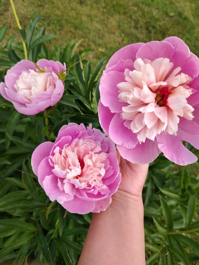 In Pleshanovo, Russia, a close-up shot captures three pink peony flowers in bloom against a backdrop of lush green foliage. A human hand gently supports the largest peony on the right, its petals a gradient of soft pink to a creamy white at the center. Two smaller peonies are visible to the left, also displaying their delicate, layered petals. The scene is bathed in natural light, highlighting the textures and vibrant colors of the flowers and their surrounding leaves. The background is a soft blur of green grass, suggesting an outdoor garden setting.