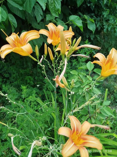 This media file is a still photograph of orange daylilies in full bloom, set against a backdrop of lush green foliage. The flowers are the primary subjects, with several open blooms and a few buds visible. The stems are thin and green, dotted with small white nodes, and some appear to have been trimmed. Delicate tendrils and wilting petals add to the natural, somewhat wild aesthetic of the scene. The background is densely packed with leaves of varying sizes and shades of green, suggesting a garden or a natural setting with overgrown vegetation.
The image appears to have been taken outdoors during daylight hours. The lighting suggests it might be a bright, possibly sunny day, as evidenced by the clear illumination of the flowers. There are no people or animals visible in the frame. The overall mood is peaceful and serene, capturing the beauty of nature.
A timestamp is visible in the lower right corner of the image, reading "27.06.2026 19:08". Given the location context of Özgön, Kyrgyzstan, this photograph likely depicts a summer day in that region. The dense greenery and blooming flowers indicate a time of year conducive to plant growth and flowering. The image is focused on the flora, highlighting the vibrant colors and delicate structures of the daylilies amidst the surrounding plant life.
