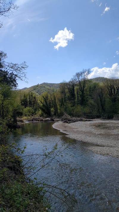 A landscape photograph captures a serene natural environment, rotated to the side. When viewed correctly, a clear, flowing river occupies the right half of the image, its surface showing gentle ripples and shimmering reflections of sunlight. Adjacent to the river on its left bank, there is a wide stretch of light-colored, pebbly or sandy shoreline.
Beyond the riverbank, a dense line of trees and bushes forms a vibrant green slope, indicating a forested hillside or mountain base. Some deciduous trees with visible branches, possibly in early spring foliage, are interspersed among the lush greenery. In the immediate foreground on the lower right, dark green foliage and bare branches of shrubs partially frame the scene.
Above the tree line and hills, a bright blue sky dominates the upper left portion of the frame. Scattered across the sky are several white, fluffy cumulus clouds, with one particularly distinct, irregularly shaped cloud positioned centrally in the upper left. A larger, more substantial white cloud is visible peeking over the hills on the upper right.
The scene is devoid of human activity or presence, conveying a strong sense of peace and natural beauty. The bright lighting suggests it is daytime, likely morning or early afternoon, under fair weather conditions. There is no visible text in the image. The setting is consistent with a natural landscape in a region such as Beregovoe, Russia.