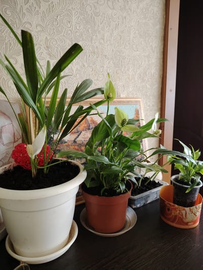 A medium shot captures an indoor scene with several potted plants displayed on a dark, wooden surface. The backdrop features a wall with a light-colored, textured wallpaper.
On the left, a large white pot contains a palm-like plant with long, slender green leaves. One white spathe, characteristic of a peace lily, emerges from the foliage, accompanied by a vibrant red decorative object.
To the right of the palm, a brown pot holds another peace lily plant with multiple green leaves and at least two white spathes, one of which is prominently displayed. Behind this pot, a framed piece of beadwork or a similar craft depicting a landscape scene is visible.
Further to the right, a clear plastic container holds a small green plant. This container is placed within a decorative orange holder, possibly repurposed from packaging, displaying text in Russian. The overall impression is that of a domestic interior, likely a home or office setting. The visual evidence does not provide any specific indicators related to the city of Kimovsk, Russia.
