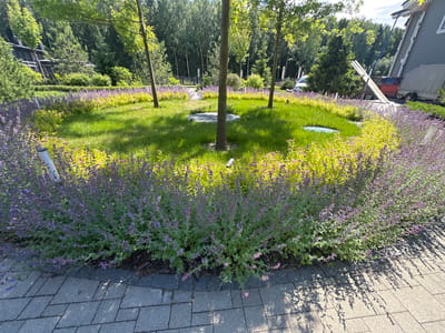 This image depicts a sunny outdoor scene in a residential area of Uyut, Russia. The foreground features a paved walkway made of grey interlocking pavers, partially shaded by the leaves of lush, green trees. Beyond the walkway, a circular garden bed is filled with vibrant, blooming plants. The plants closer to the walkway are a dense cluster of purple flowers, likely catmint, with touches of lime-green foliage interspersed. This is bordered by a band of bright yellow-green foliage further into the garden, creating a striking contrast.

In the center of the garden bed, a well-maintained lawn is dotted with several young trees. A large, flat grey stone is placed in the grass near one of the trees, possibly serving as a decorative element or a place to sit. Several small, white upright objects, likely landscape lighting or markers, are visible throughout the garden.

In the background, a modern house with dark siding and white trim is partially visible. A tall ladder leans against the side of the house, suggesting some ongoing work or maintenance. Construction materials, including long, flat wooden planks, are leaning against a tree. A trailer and a red SUV are parked in the driveway. Beyond the house and garden, a dense forest of tall, slender trees forms a natural backdrop. The sky is partly cloudy, indicating fair weather. The overall impression is of a well-kept, contemporary home with a beautifully landscaped garden on a pleasant day.