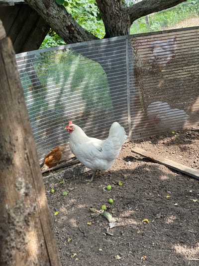 The image shows two chickens in an outdoor enclosure. A large white hen is in the foreground, facing to the right. Behind her, a smaller brown chicken is visible. The enclosure appears to be made of metal fencing and is situated near trees and vegetation. The ground is covered in dark soil with some scattered leaves and small green objects, possibly fallen fruit. There is a wooden plank lying on the ground. The scene is illuminated by natural sunlight, casting shadows. The location is identified as Syam-Mozhga, Russia.