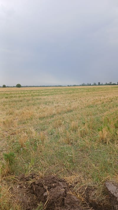 The image depicts an agricultural field in Saidaul, Uzbekistan, under a cloudy sky. The foreground is dominated by dark, clumpy soil, indicating recent tilling or disturbance of the earth. Beyond this, the field is covered in dry, yellowed stubble from a harvested crop, interspersed with patches of green grass and weeds. In the middle ground, the stubble continues, stretching towards a distant tree line that borders the field. The horizon is marked by a line of trees, some slender and tall, others broader. The sky is overcast with a uniform gray hue, suggesting the possibility of rain. There are no people or animals visible in the frame. The overall scene conveys a sense of rural agriculture, possibly after a harvest.