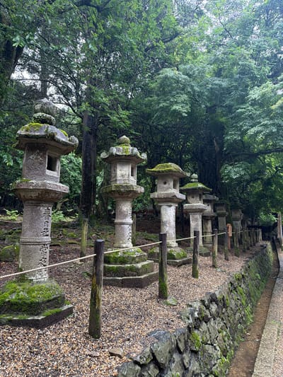 This image captures a historical pathway lined with ancient stone lanterns within the forested grounds of Kasuga Taisha Shrine in Nara, Japan. Approximately seven traditional Japanese stone lanterns, known as *tōrō*, are arranged in a linear formation, receding diagonally from the left foreground towards the right mid-ground. Each lantern is constructed from grey stone, exhibiting significant weathering and heavy coverage of vibrant green moss, particularly on their tiered roofs and bases. The largest lantern in the immediate foreground on the left features visible Japanese characters carved into its pillar, identifying the location as "春日神社" (Kasuga Jinja - Kasuga Shrine) and including "常夜" (Jouya - eternal light).
A low barrier, consisting of wooden posts connected by a thick, light-colored rope, runs parallel to the line of lanterns, separating them from the adjacent ground. The ground surface is composed of small, light-colored gravel or pebbles. To the right of the gravel path, a sturdy stone retaining wall, also extensively covered in green moss, borders a narrow, shallow concrete channel, possibly for drainage or a small water flow. The entire background is filled with a dense, lush green forest composed of tall broadleaf trees, their canopies creating a diffuse, overcast lighting condition. Tree roots are visible protruding from the forest floor, which is also covered in moss and leaf litter. No individuals are present in the scene.