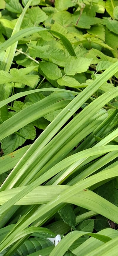 The image shows a close-up view of lush green foliage, with the focus on several long, blade-like leaves in the foreground, interspersed with broader, textured leaves in the background. The lighting suggests an outdoor setting, likely a garden or natural area. There are no people or overt actions depicted. The scene is a still life of plants. The image does not provide any information to pinpoint its location within the city of Angla, Estonia.
