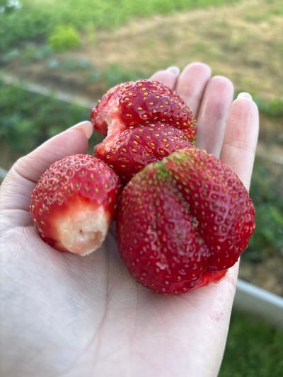 A human hand, with pale skin and neatly manicured nails, holds three ripe strawberries. One strawberry, at the bottom right of the frame, is plump and red, its surface dotted with tiny yellow seeds. To its left, another strawberry is partially eaten, revealing its white interior. The third strawberry, at the top of the hand, is also bitten, with a chunk missing and its red flesh exposed. The strawberries are glossy and appear freshly picked. The background is blurred, showing a natural setting with green foliage and hints of brown earth. The image is taken outdoors, likely in a rural or garden environment.