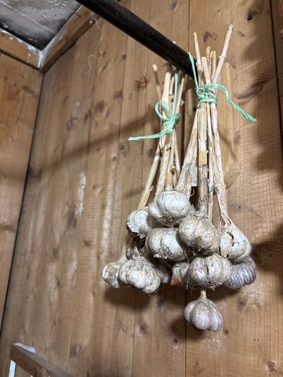 In a dimly lit, rustic wooden room, likely a pantry or storage area in a rural home in Ilpanur, Russia, several bunches of dried garlic hang suspended from a dark metal rod affixed to the ceiling. The garlic bulbs, some showing purplish hues, are enclosed in papery skins and attached to dried stalks. The stalks are bound together with light green twine. The wooden walls are rough-hewn and show prominent grain patterns, with a section of the ceiling visible in the upper left corner. The overall impression is one of storage for harvested produce in a traditional setting.