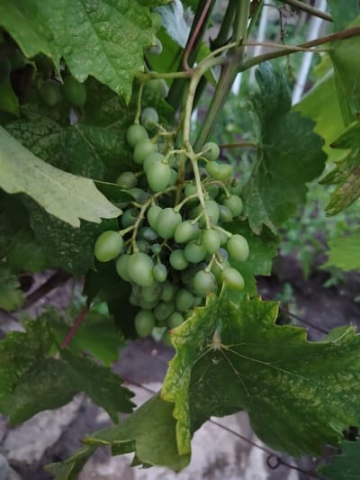 The image shows a close-up of a cluster of unripe green grapes hanging from a vine. The grapes are small and round, and some are clustered tightly together while others are more spread out. The vine has several large, green leaves, some of which show signs of discoloration or mottling. The background is blurred and appears to be an outdoor setting, with hints of soil and vegetation. The overall impression is of a plant in a natural or garden environment. The image does not provide any information about a specific location in Chișcăreni, Moldova, nor does it depict any people, actions, or interactions.