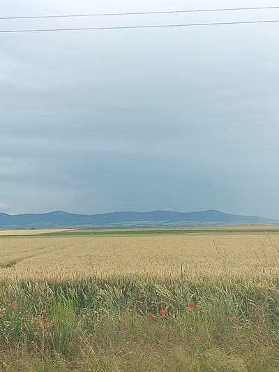 The image depicts a rural landscape under a cloudy sky. In the foreground, there is a field of wheat, with green grasses and some red poppies growing along the edge. In the background, a mountain range stretches across the horizon, with a prominent peak topped by a structure. Two power lines are visible crossing the sky at the top of the image. The scene appears to be a natural outdoor setting, possibly in the vicinity of Zimnitsa, Bulgaria, given the description of the location. There are no people or animals visible in the image. The overall mood is serene and agricultural.