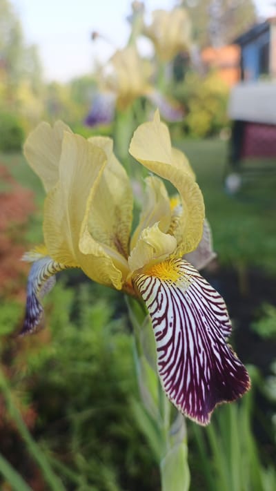 A close-up, eye-level shot captures a pale yellow bearded iris with striking dark purple and white stripes on its lower petals. The iris is the central subject, positioned slightly to the left of the frame. Its delicate petals are slightly curled and illuminated by soft, natural light, highlighting the intricate veining and textured surface. The background is softly blurred, suggesting an outdoor setting with lush green foliage and hints of other flowers, including a faint yellow iris and some purple blooms further back. The bokeh effect in the background suggests a shallow depth of field, emphasizing the iris. In the upper right corner, a blurred structure with orange and gray tones is visible, possibly a building or fence, indicating a garden or park environment. The image conveys a sense of natural beauty and tranquility. The context of Pavino, Russia is not discernible from the visual elements of the image.