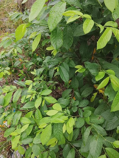 The image depicts a dense cluster of green leafy plants, likely a bush or shrub, in the vicinity of Rumuokwuta, Nigeria. The leaves are varied in shade from bright lime green to a deeper forest green, with some exhibiting water droplets, suggesting recent rain or dew. The foliage creates a thick, almost impenetrable mass, with visible branches and stems weaving through the leaves. In the lower left quadrant, a small amount of ground is visible, containing dry grass and some scattered white and yellow debris, possibly litter. The overall impression is of a natural, overgrown setting, possibly an untended area within the urban environment of Rumuokwuta. No people or animals are present in the frame, and no specific actions are being depicted. The lighting suggests it is daytime, possibly overcast given the even illumination.