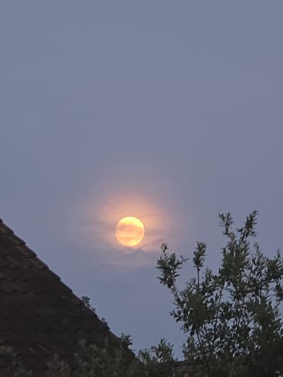 A full moon, appearing orange and partially obscured by thin clouds, is visible in the dusky sky above Offenbach am Main, Germany. In the foreground, the dark, tiled roof of a building is on the left, and a leafy tree occupies the right side of the frame. The sky is a muted blue-gray.