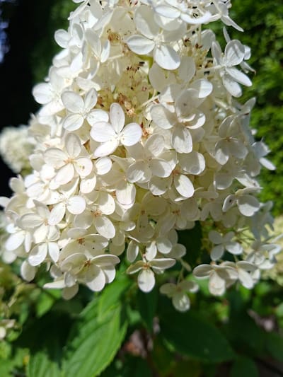 A close-up, macro shot captures a large cluster of white hydrangea flowers in bloom against a blurred backdrop of green foliage and dark shadows. The flowers are densely packed, with each individual bloom featuring multiple delicate petals. Sunlight illuminates the petals, creating highlights and subtle shadows that add depth to the composition. Some of the flowers show signs of slight browning or blemish, suggesting the peak of their bloom has passed. The focus is sharp on the foreground flowers, while the background elements are softly diffused, creating a bokeh effect. The scene appears to be outdoors, in a garden setting. There are no people or animals visible in the image. The image was taken in Münster, Austria.