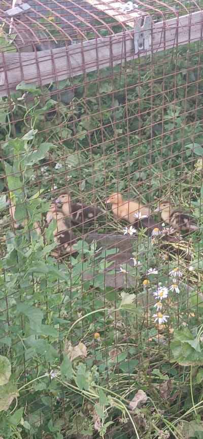 A group of ducklings are gathered in overgrown vegetation behind a rusty wire fence. The ducklings are of varying colors, some appearing brown and white mottled, while others are a pale yellow. Some of the ducklings are clustered together, while others are more spread out. The environment is lush and green with plants and small white flowers. The scene appears to be in a rural or outdoor setting, possibly a backyard or a field. The photograph was taken in Arkadak, Russia.
