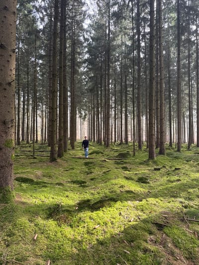 The image displays a single male individual walking through a dense coniferous forest within the municipality of Emmen, Netherlands. The subject, a young adult with light-colored hair, is positioned in the mid-ground, slightly right of center, walking towards the viewer. He is dressed in a dark long-sleeved top and light blue jeans, with his head turned to face the camera.
The forest comprises numerous tall, slender evergreen trees with straight, gray-brown trunks and green foliage primarily in their upper sections, forming a dense canopy that extends deep into the background. The forest floor is entirely covered by a thick, vibrant green moss layer, which creates an uneven, undulating terrain with numerous small hummocks and depressions. Scattered fallen branches and pinecones are visible on the mossy ground. Natural daylight illuminates the scene, casting distinct patches of bright sunlight and shadow across the terrain, indicative of a somewhat low sun angle filtering through the tree canopy.