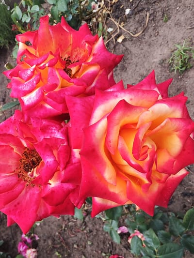 Three vibrant roses with red and yellow petals are in full bloom in Krutinskiy, Russia. The roses are positioned diagonally across the frame, with their centers facing upwards. The surrounding ground is a mix of soil and dried leaves, with a few green plants and a hint of other flowers in the background. The lighting suggests it is daytime, with natural light illuminating the flowers.