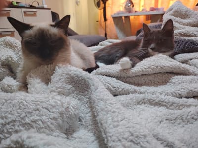 Two cats are lying on a fluffy white blanket. The cat on the left is a Siamese with dark brown points on its ears, face, and paws, and a lighter body. Its eyes are half-closed. The cat on the right is a grey tabby with white paws and chest. Its eyes are open, and it is looking towards the camera. The background is out of focus, but appears to be a room with furniture, including a dresser with drawers on the left and a table with objects on it on the right. The lighting suggests it is daytime, with warm light coming from behind the cats. This scene is likely indoors, possibly in a home in the city of Буланаш, Russia.