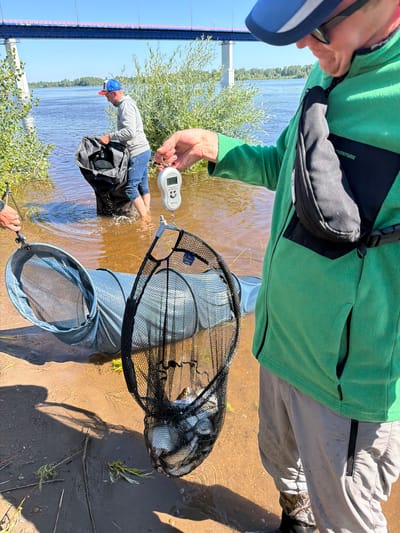 In Kambarka, Russia, by the Kama River, two individuals are engaged in fishing. One person, wearing a gray sweatshirt and blue pants, is in the water, holding a large black fishing bag. The other person, in a green fleece jacket and light-colored pants, stands on the shore, holding a fishing scale that displays "6.98". A fishing net filled with small fish is suspended from the scale. In the background, a large bridge spans the river, and lush green trees line the banks. The water is brown, and the shore is sandy and muddy.