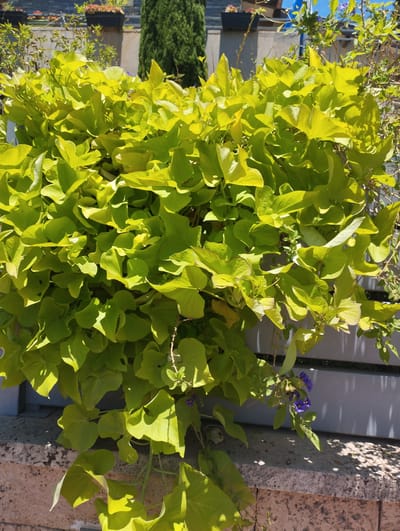 The image shows a close-up of a lush, bright green plant with heart-shaped leaves, cascading over a stone ledge. The plant appears to be a ground cover or trailing vine, with dense foliage filling most of the frame. Sunlight illuminates the leaves, creating highlights and shadows, suggesting it's daytime. A few small, deep purple flowers are visible, adding a touch of color against the vibrant green.
In the background, out of focus, are hints of a building or wall with some planters containing other vegetation, including a tall, slender evergreen tree. A grey fence or railing is also partially visible. The overall setting seems to be an outdoor space, possibly a garden or patio, in a sunny climate. The stone ledge in the foreground has a rough texture. The image appears to be taken in Zikhron Yaakov, Israel, consistent with the bright sunlight and the type of vegetation. No people or text are visible.