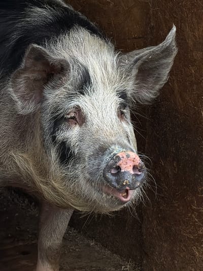 A close-up, upward-facing view of a pig's head and partial torso within an enclosure, possibly in Polivanovo, Russia, as per the prompt. The pig is primarily gray and white, with some black fur. The pig's snout is prominent, featuring a black and pink mottled nose. The pig is surrounded by dark brown, presumably wooden, surfaces. One of the pig's ears is visible and upright.