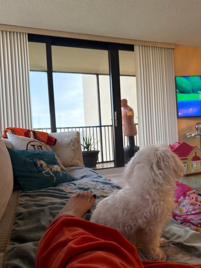 A small white dog sits on a sofa in a living room, facing away from the camera. The dog is in the foreground, and the rest of the image shows the sofa, a person's legs, a balcony door, and a television. The person's legs are in orange pants and are resting on the sofa. The balcony door is open, and there is a railing outside. A mannequin is visible on the balcony. The television is on and displays a colorful image. The scene appears to be in a residential apartment in Aventura, Florida, United States of America.
