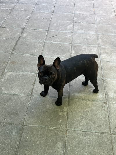 A black brindle French Bulldog stands on a gray tiled patio. The dog is facing forward and looking at the camera. The dog has large, upright ears and a short, wrinkled snout. The patio is made of square concrete tiles. The scene appears to be outdoors in daylight. The location is the city of Karabunar, Bulgaria.