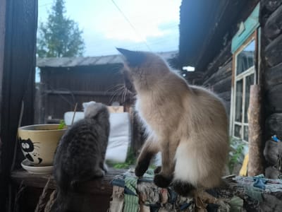 Two cats, an adult and a kitten, sit on a wooden surface outdoors. The adult cat, with tan fur and dark points, is on the right, facing away from the camera and looking to the left. It has long whiskers and its ears are perked up. The kitten, a tabby, is on the left, also facing away from the camera. To the left of the kitten is a yellow ceramic planter decorated with a black cat face and paw prints.
The background consists of a rustic wooden building with a window frame painted teal. The overall scene suggests a rural setting, consistent with the provided location context of Kashino, Russia. The lighting indicates it is likely daytime, possibly late afternoon or evening, with a cloudy sky visible above. The wooden structure appears weathered, and the arrangement of objects suggests a casual, lived-in outdoor space. No visible text is present in the image.