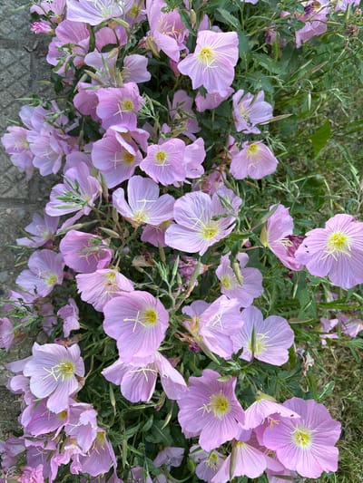 The image shows a cluster of pink evening primrose flowers in full bloom. The flowers are densely packed, with some green foliage visible in the background. The setting appears to be outdoors, possibly a garden or roadside. The lower left corner suggests a paved surface. The image does not provide sufficient information to determine if it is related to the city of Manole, Bulgaria.