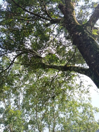 A low-angle shot looks up into a canopy of trees, focusing on a large, moss-covered trunk and branches. Light filters through the green leaves, creating a dappled effect. The trunk extends upwards, dominating the right side of the frame. Smaller, slender trees are visible in the background, contributing to the density of the forest. The sky is barely visible through the leaves, adding a sense of enclosure.