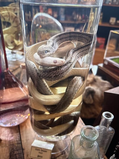 Two snakes, one patterned gray and the other off-white, are coiled together inside a clear glass jar filled with liquid. Two antique clear glass bottles without lids stand behind the snake jar. The snake jar sits on a weathered, dark wood surface. A partially visible price tag reads "Corn Snake Pair, $600". The scene is a display in a store.