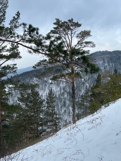 This image depicts a snow-covered, forested mountainous landscape in Sliznevo, Russia. In the immediate foreground, a snow-covered slope angles upwards from left to right, with sparse, dried dark vegetation protruding through the white surface. A prominent, tall pine tree with a dark, mostly bare lower trunk and a dense green canopy dominates the midground, slightly off-center to the right. Other pine trees, some with visible branches framing the scene on the left, are also present in the midground and further down the slope. The background consists of densely forested mountains, their slopes heavily covered in snow and evergreen trees, extending into the distance. The sky above is overcast, presenting a uniform light gray tone with subtle cloud texture. No people or animal life are visible, and no discernible actions or interactions are occurring.