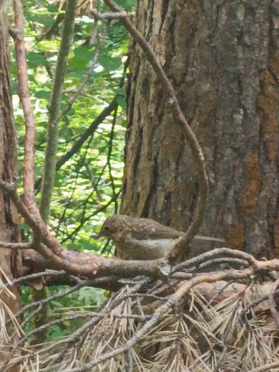 A small, brown and white bird is perched on a branch in a forest. The bird is facing to the right and its head is slightly lowered. The background is a blur of green leaves and brown tree trunks, suggesting a dense forest environment. The image appears to have been taken in the city of Лесная Поляна, Russia.